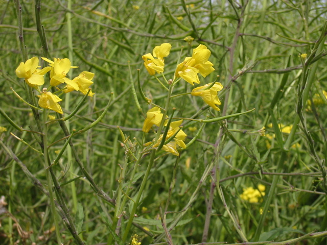 Canola oil is made from rape plant